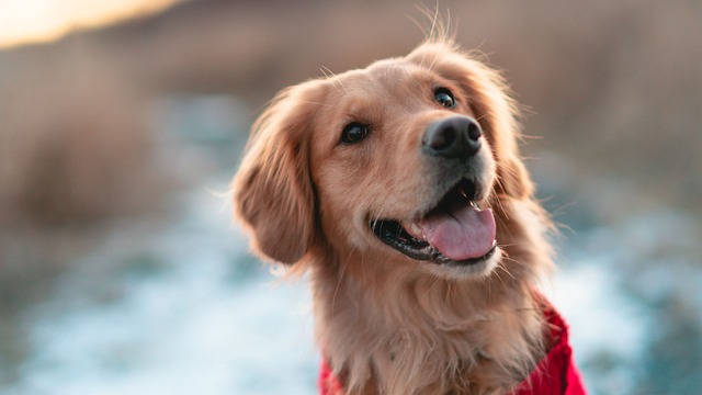 Die 7 schönsten Orte in Wiesloch & Umgebung für Hund und Halter