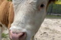 Tierpark Walldorf wird Teil eines Projekts zum Artenschutz