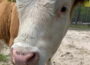 Tierpark Walldorf wird Teil eines Projekts zum Artenschutz