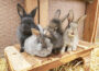 Kaninchen in Hülle und Fülle im Tom-Tatze-Tierheim