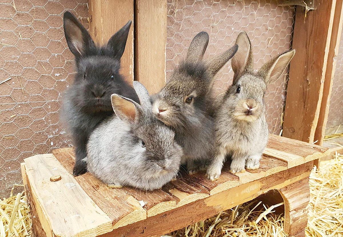 Kaninchen in Hülle und Fülle im Tom-Tatze-Tierheim