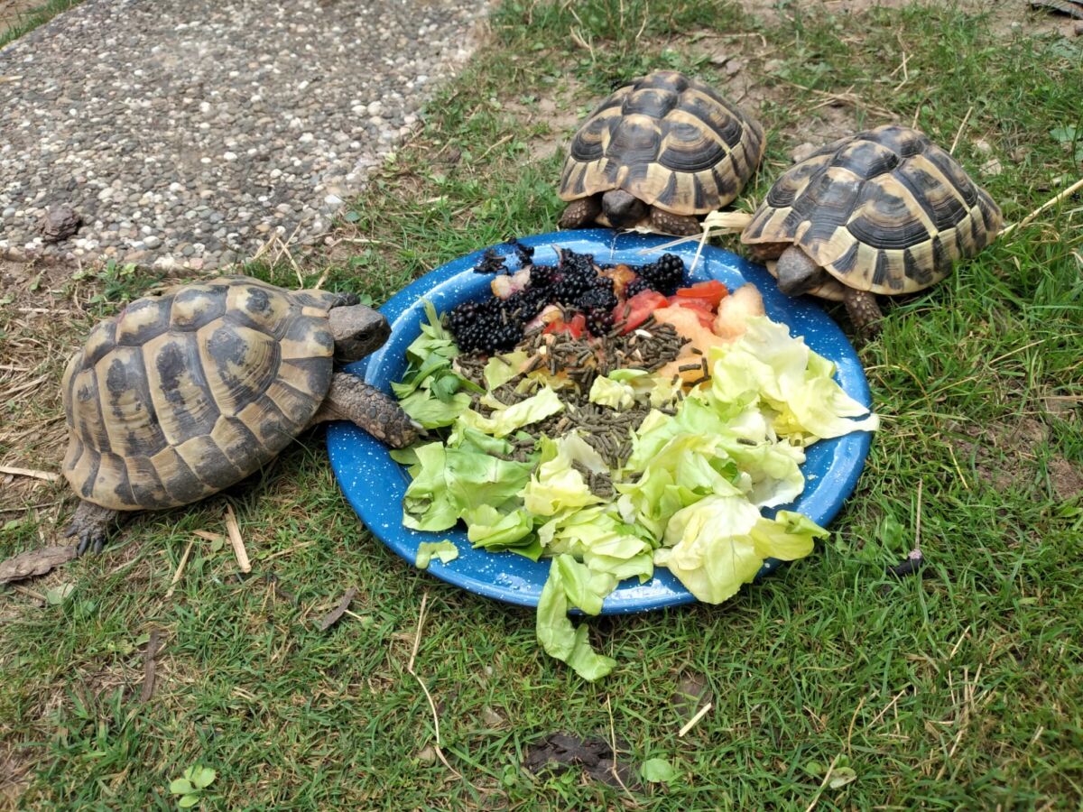 Landschildkröten – immer beliebtere aber unterschätzte Haustiere