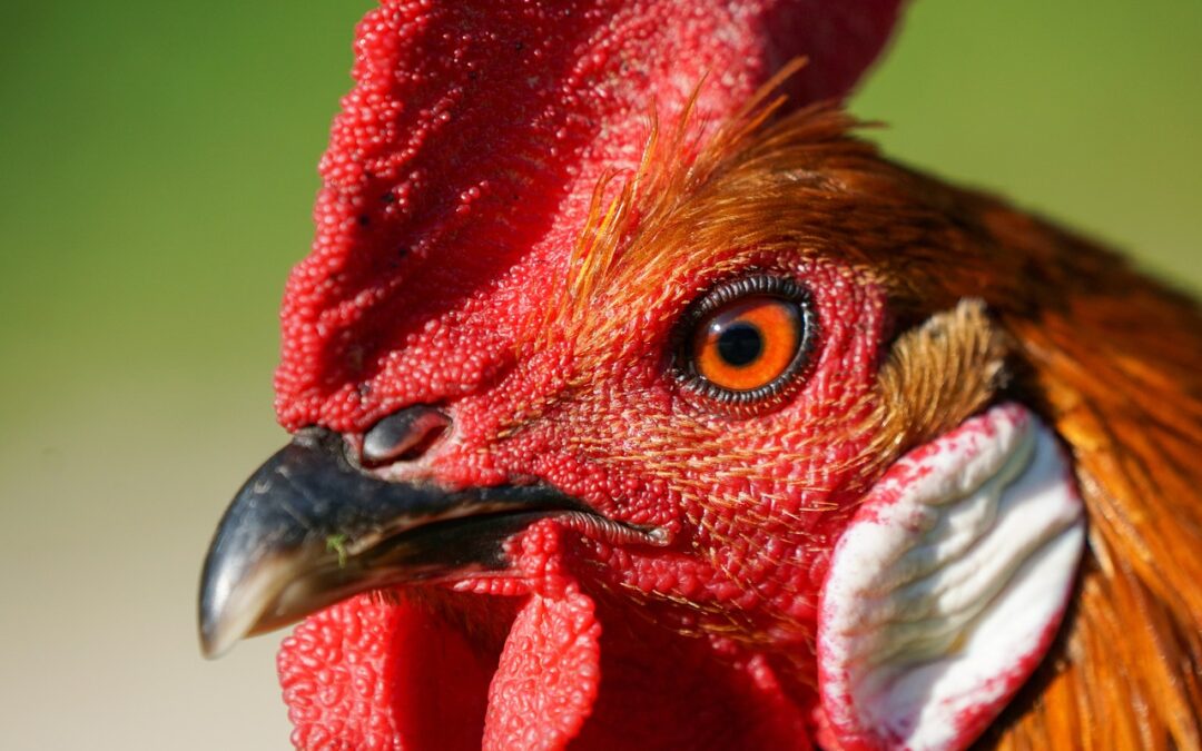 Fun Fact:  Hühnerohren verraten, welche Farbe die Eierschale haben wird