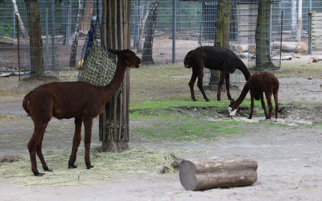 Tierpark Walldorf arbeitet an der Zukunft
