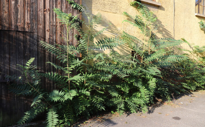 Ein Neophyt breitet sich aus