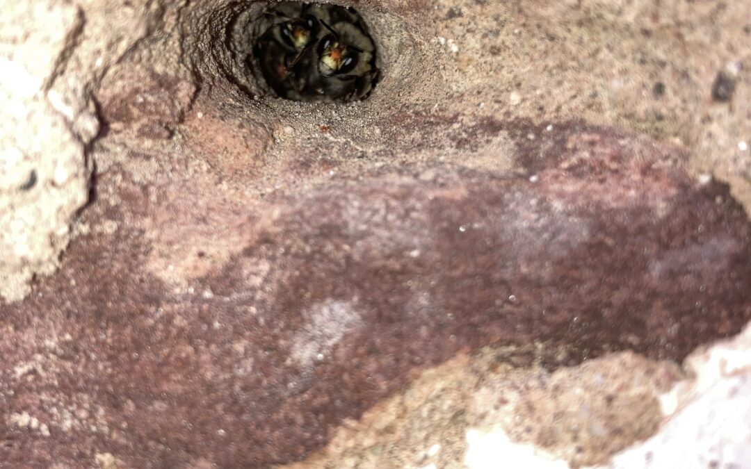 Biene, Wespe und Co.: Nicht jeder 6-Beiner klaut den Käse vom Teller!