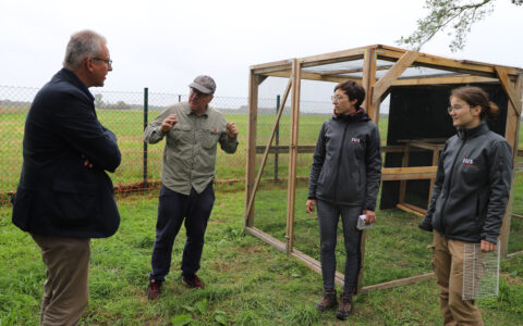 Zwei junge Haubenlerchen fanden im Großen Feld ein neues Zuhause