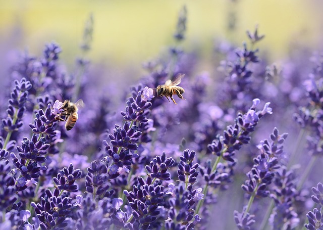 Eröffnung der Honigmanufaktur TheHoneyBees in Altwiesloch