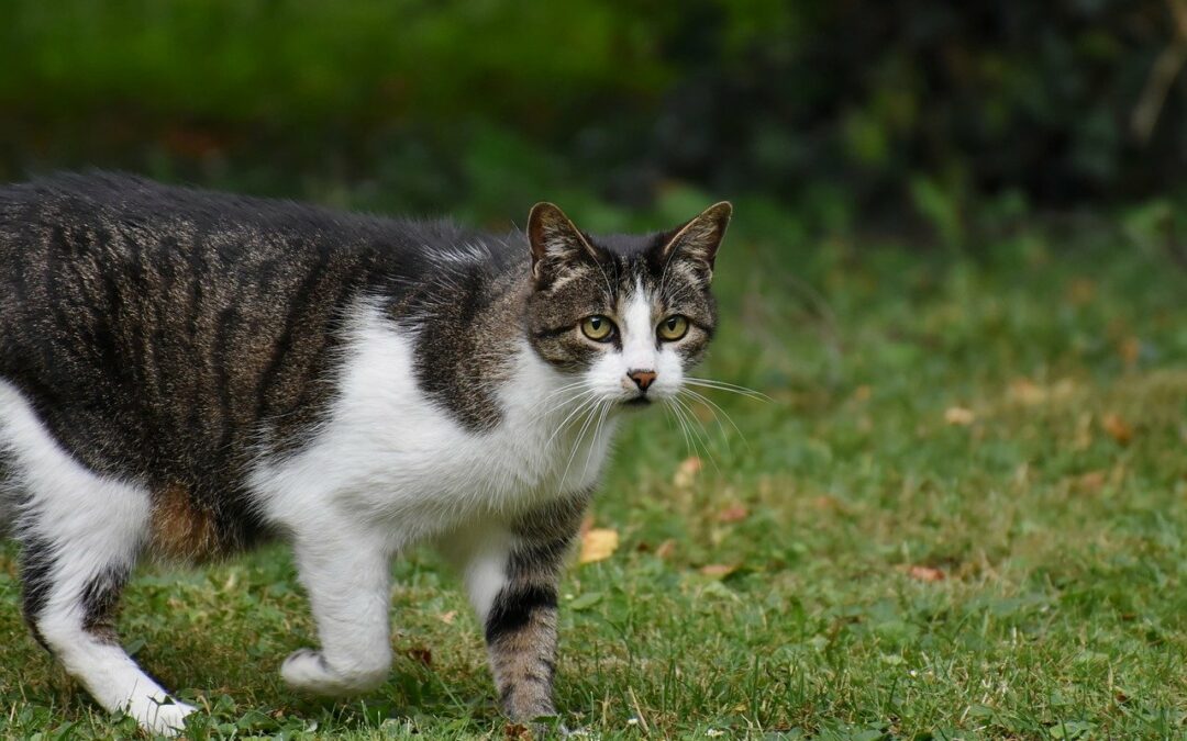 Nußloch – Katze mit übelriechender Flüssigkeit besprüht