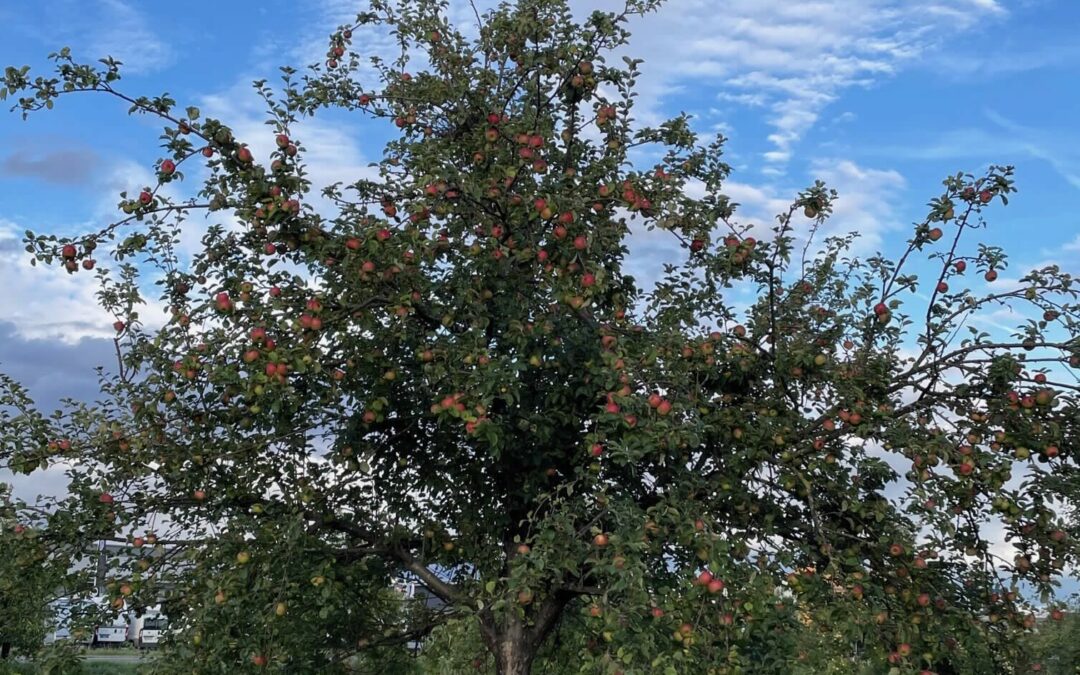 Walldorfer Apfeltag am Samstag, 23. September – Helfer gesucht