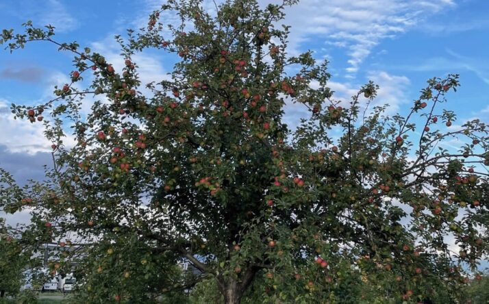 Walldorfer Apfeltag am Samstag, 23. September – Helfer gesucht