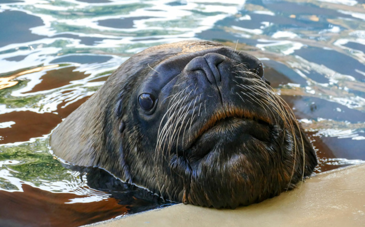 Zoo Heidelberg trauert um einen besonderen Besucherliebling