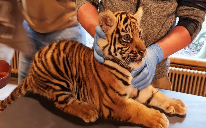 Tigernachwuchs im Zoo Heidelberg entwickelt sich prächtig