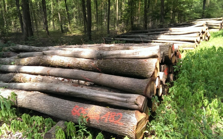 Walldorf: Termin für die Brennholzbestellung