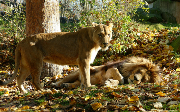 Entspannte Herbsttage im Zoo Heidelberg