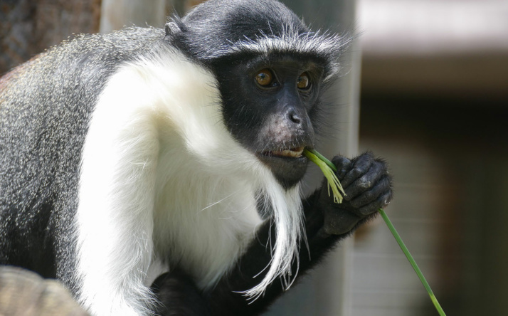 Zoo Heidelberg im Einsatz für die Affen in Westafrika