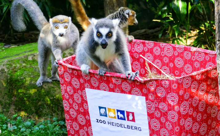 Tierische Weihnachtsgeschenke für Zoobewohner