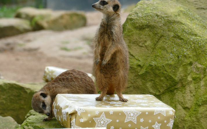 Toller Ausblick: Tierische Vorfreude auf 2024 im Zoo