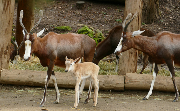 Blessbock-Herde im Zoo Heidelberg vergrößert sich