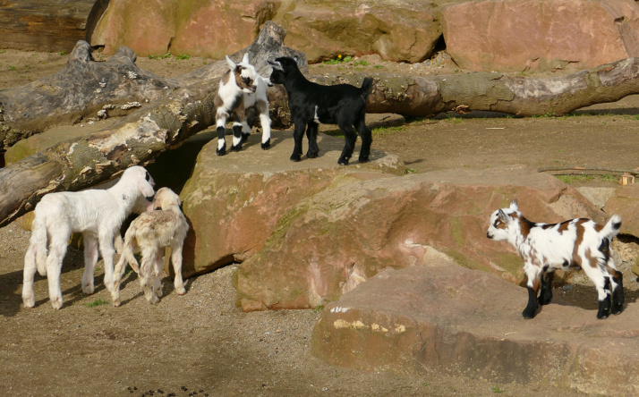 Ostergehege im Zoo Heidelberg beim Bauernhof