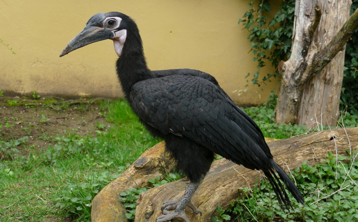 Nördliche Hornraben im Zoo Heidelberg