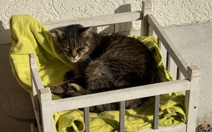 Das Tom-Tatze-Tierheim ruft zur Registrierung von Katzen auf und warnt vor Hitze im Auto