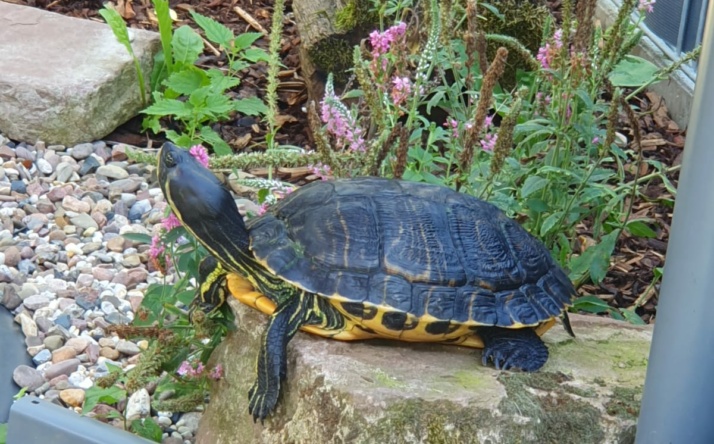 Neues Zuhause für Wasserschildkröte gesucht!