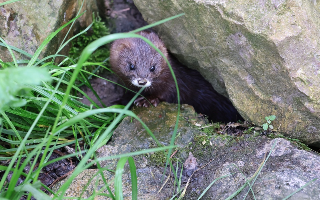 Neuer Nerz soll für Nachwuchs im Tierpark Walldorf sorgen