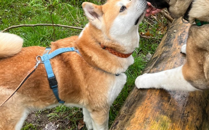 Doppeltes Glück gesucht! – Zwei treue Hunde auf der Suche nach einem gemeinsamen Zuhause