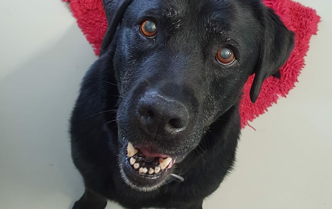 Ein liebevolles Zuhause für Nala gesucht!
