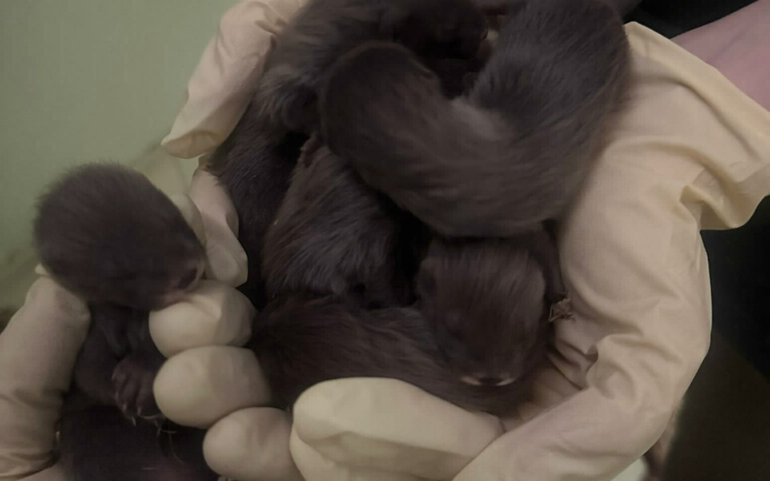 Sechs junge Nerze erfreuen den Tierpark Walldorf