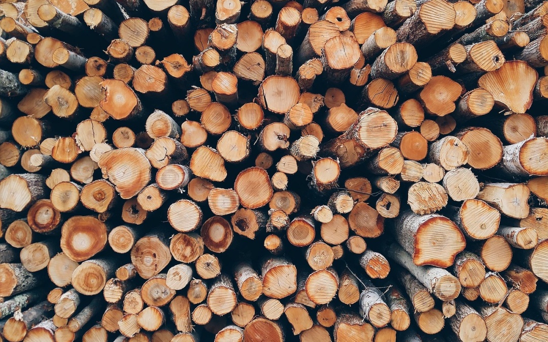 Städtisches Holz wird versteigert