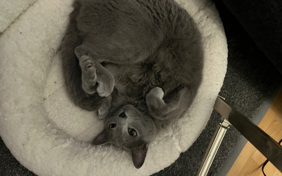 Katze „Darja“ entlaufen – Wer hat sie gesehen?