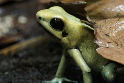 Der Schreckliche Pfeilgiftfrosch ist gemeinsam mit Rotkopfbaumsteigern und Jamaica Anolis im neu gestalteten Terrarium im Service Center zu sehen. (Foto: Petra Medan/Zoo Heidelberg)