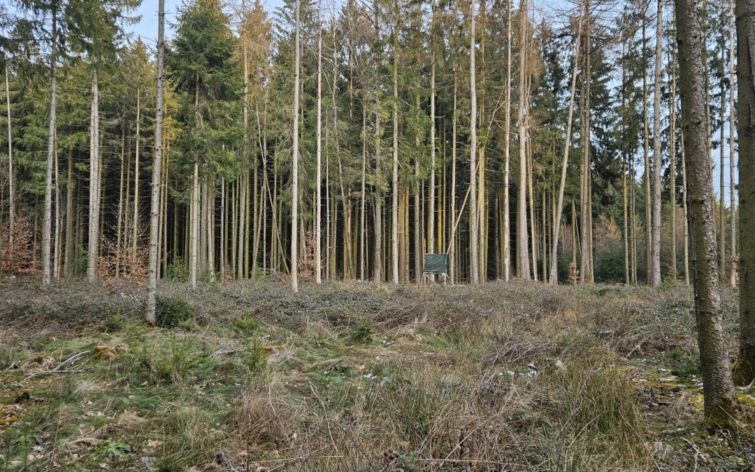 Höhere Fördersätze für Waldaufforstung – Anträge jetzt möglich!