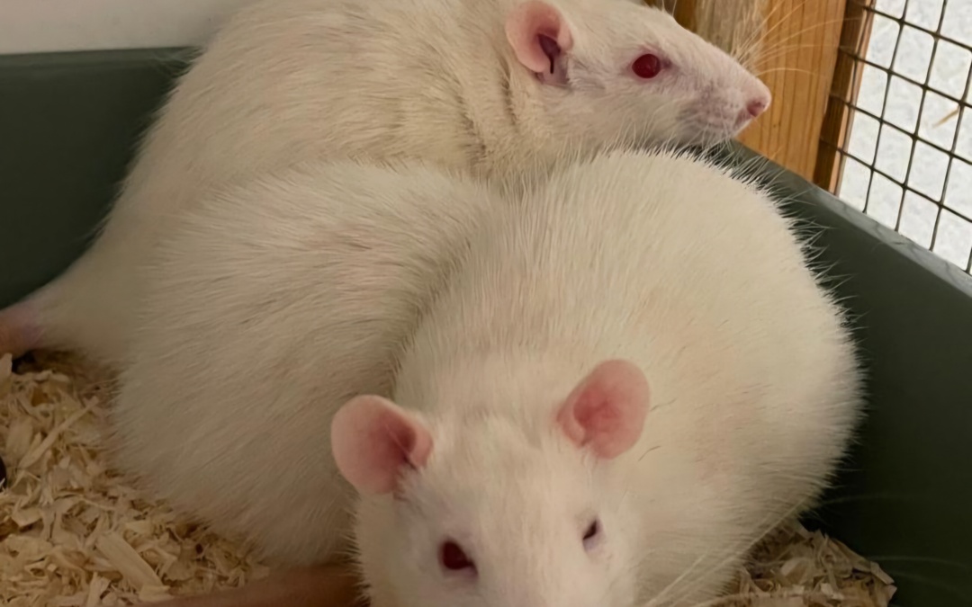 Jeva, Solomia & Margaryta – Opfer der menschlichen Gleichgültigkeit