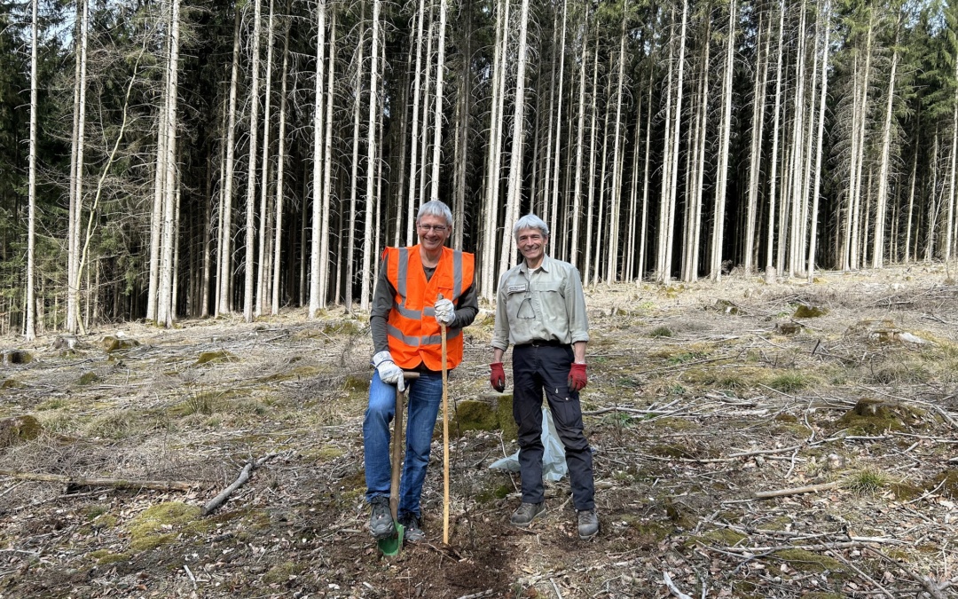 Pflanzaktion im Kreiswald: 25 Rot-Eichen gesetzt