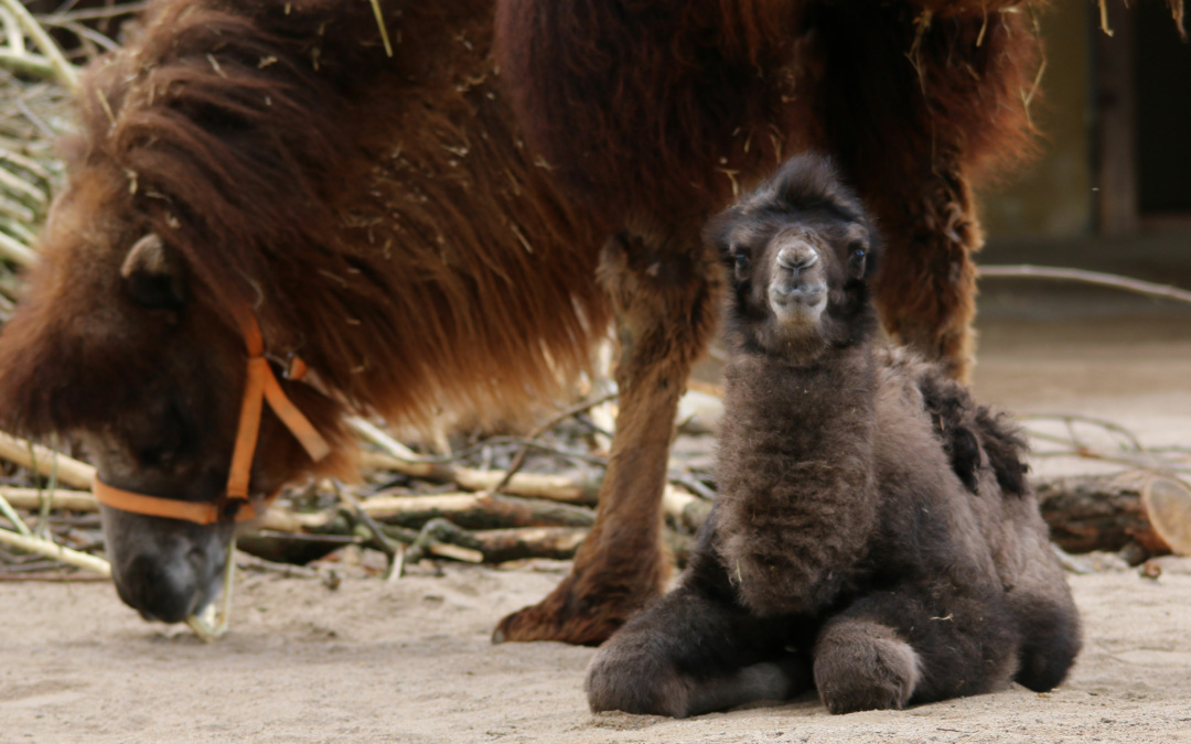 Zoo Heidelberg: Nachwuchs bei Trampeltieren, Schopfhirschen und Dolchstichtauben
