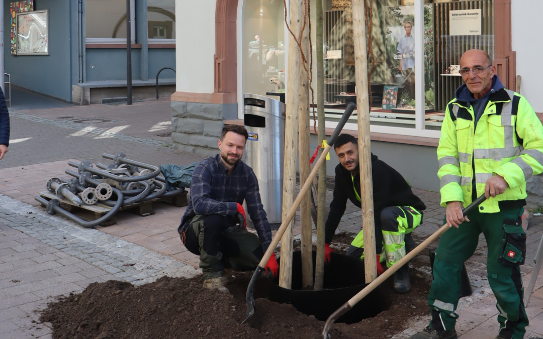 Mehr Grün für die Wieslocher City: Neue Bäume in Wieslochs Fußgängerzone gepflanzt