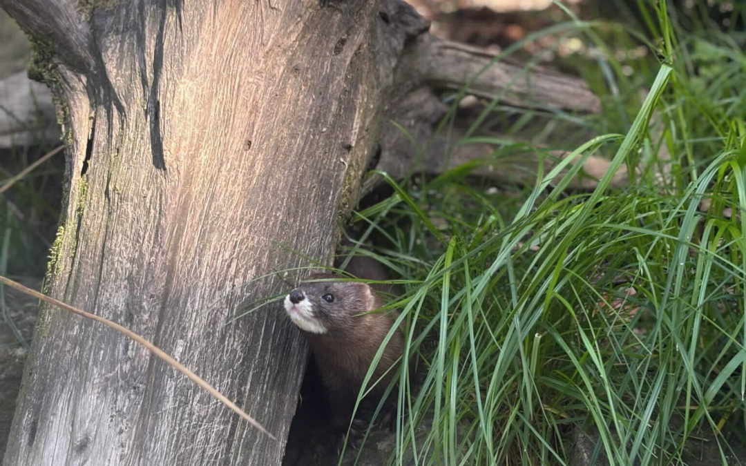 Nerz Lola ist zurück im Tierpark Walldorf