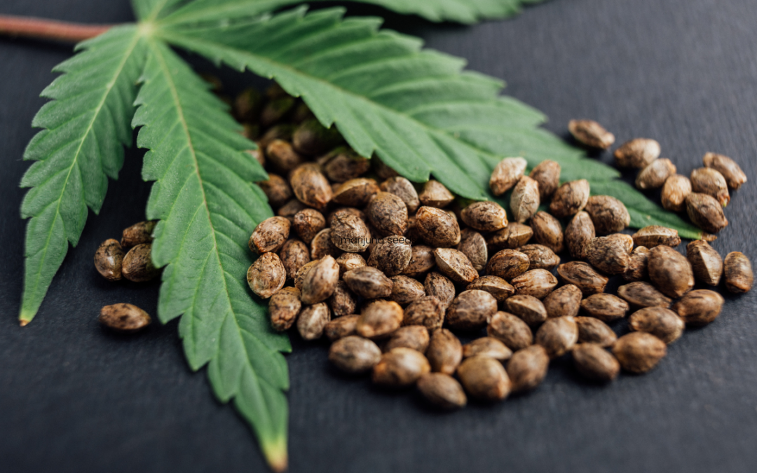 Warum ist die Cannabissorte Lemon Haze so beliebt? Wir klären auf!