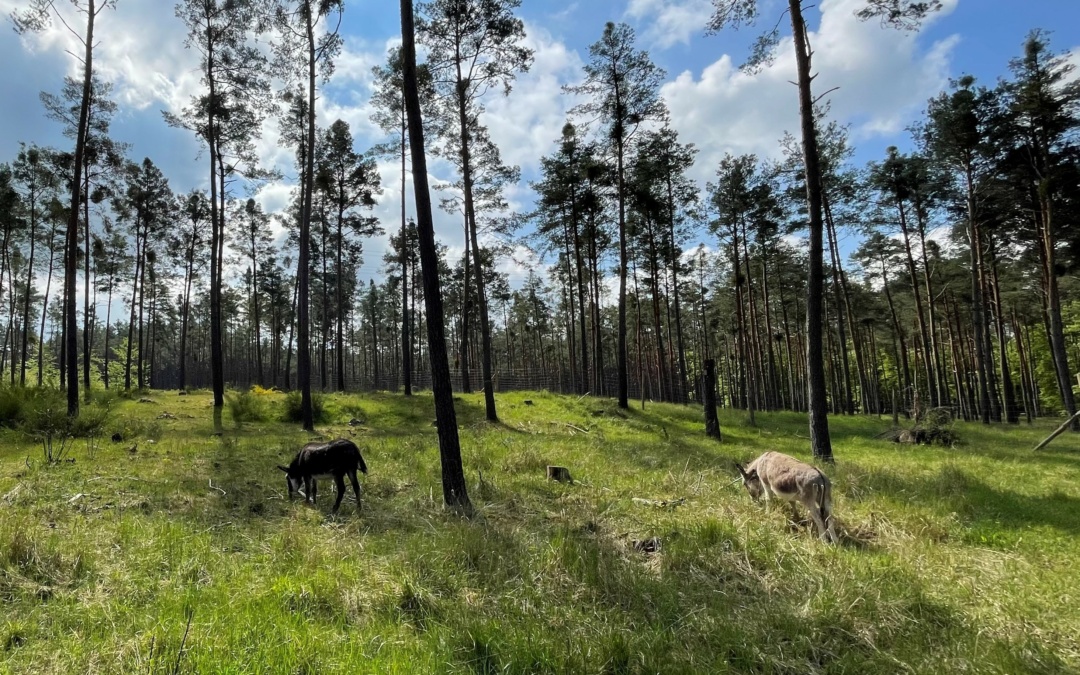Tierisch gute Landschaftspflege – die Waldweide in Walldorf als Ausflugsziel