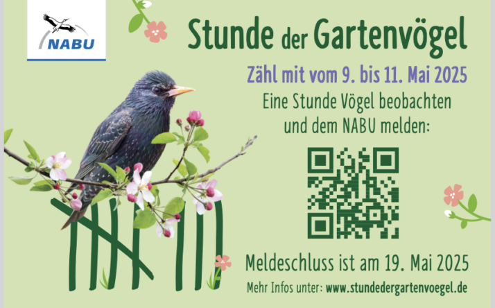 Sind noch alle Vögel da? – Stunde der Gartenvögel 2025
