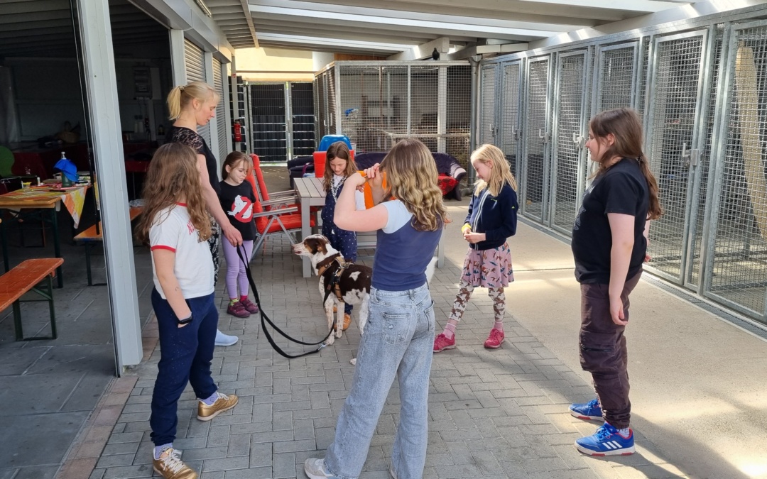 „Tag des Hundes“ im Tom-Tatze-Tierheim