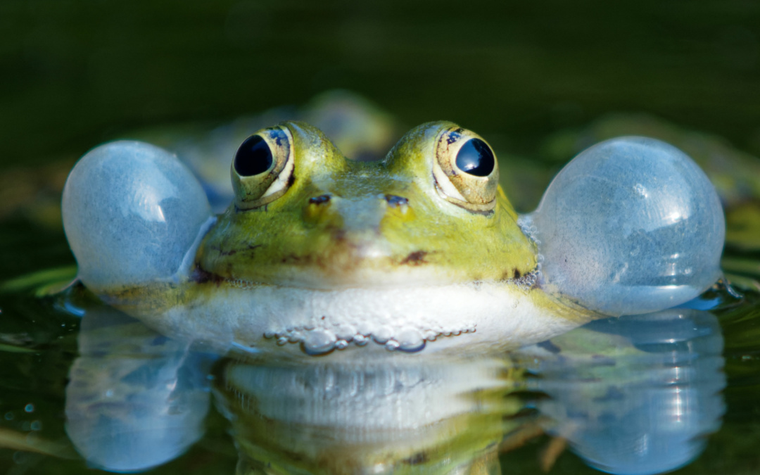 Zoo Heidelberg fördert Artenvielfalt mit Citizen Science
