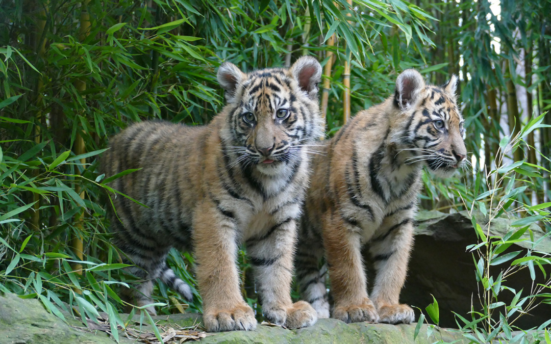 Zwei junge Sumatra-Tiger verlassen den Zoo Heidelberg