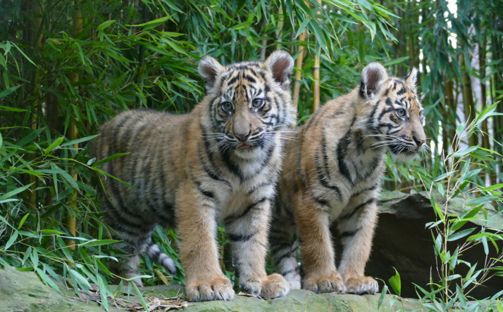 Zwei junge Sumatra-Tiger verlassen den Zoo Heidelberg