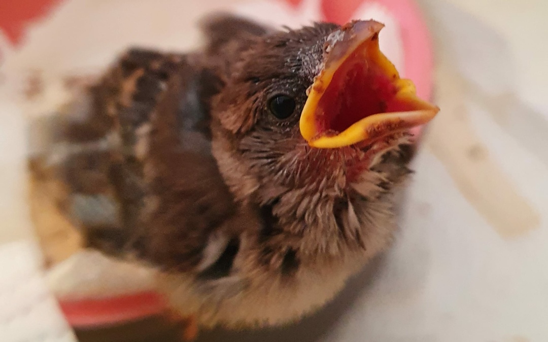 Jungvögel brauchen oft keine Hilfe