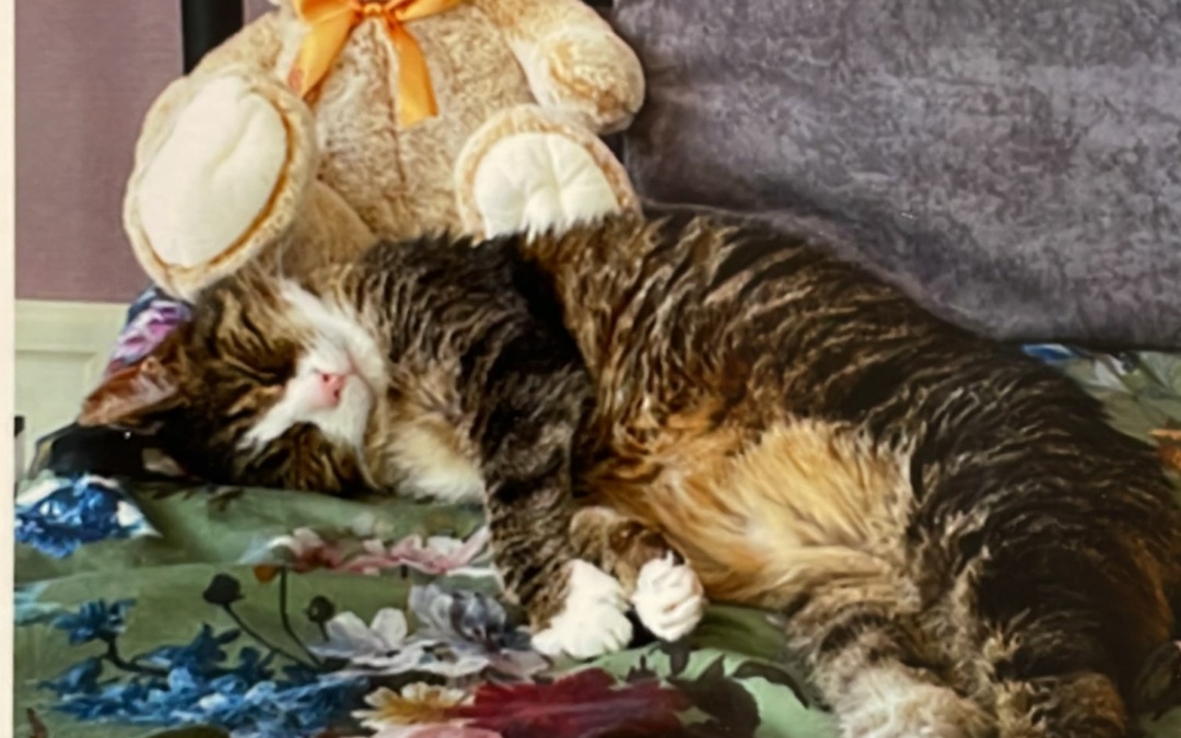 Kater Zeus berührt Herzen im Tom-Tatze-Tierheim