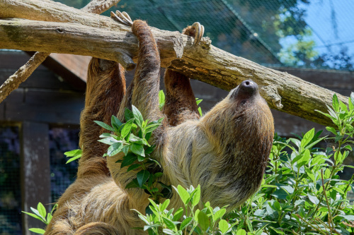 Faultier im Zoo Heidelberg (Foto: Peter Bastian/Zoo Heidelberg)